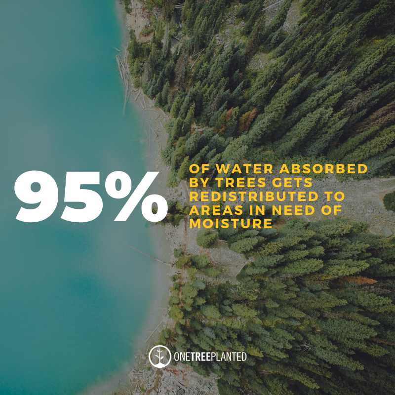 One Tree Planted Tree One Tree Planted counter: – Know The Origin.